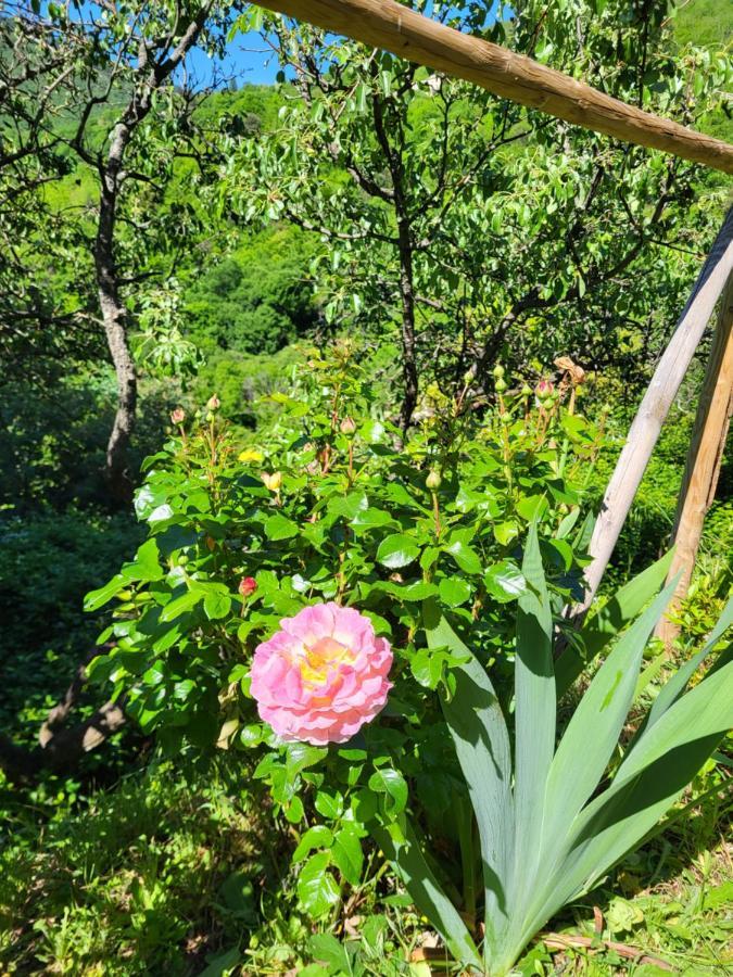 Gites Chez Daniel "Cevennes 1" Mars  Zewnętrze zdjęcie